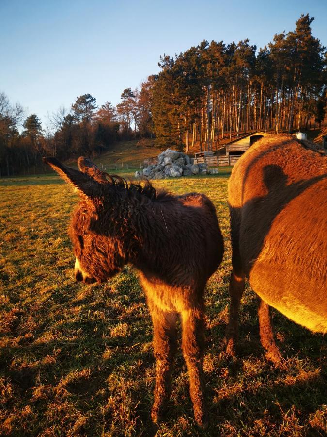 La Mirabelle Des 3 Forets Bricon Kültér fotó